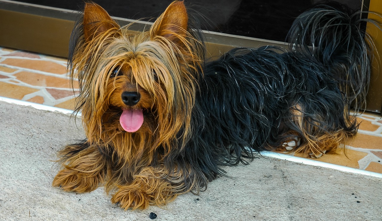 The Unique Traits of the Glen of Imaal Terrier